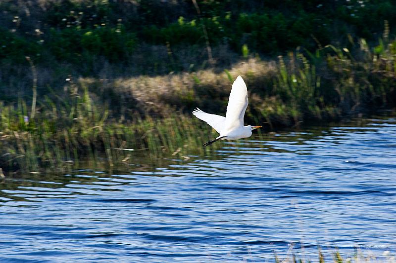 20090220_165717 D3 (1) P1 5100x3400 srgb.jpg - Loxahatchee National Wildlife Preserve